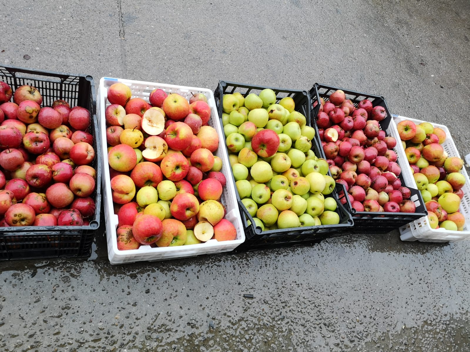 Variedad de manzanas Variedad de manzanas