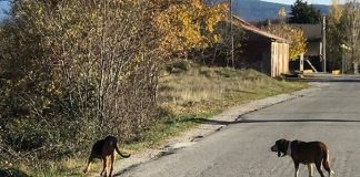 Imagen de los dos animales.