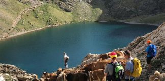 Ganado del valle de Broto pastando en el ibón de Bernatuara