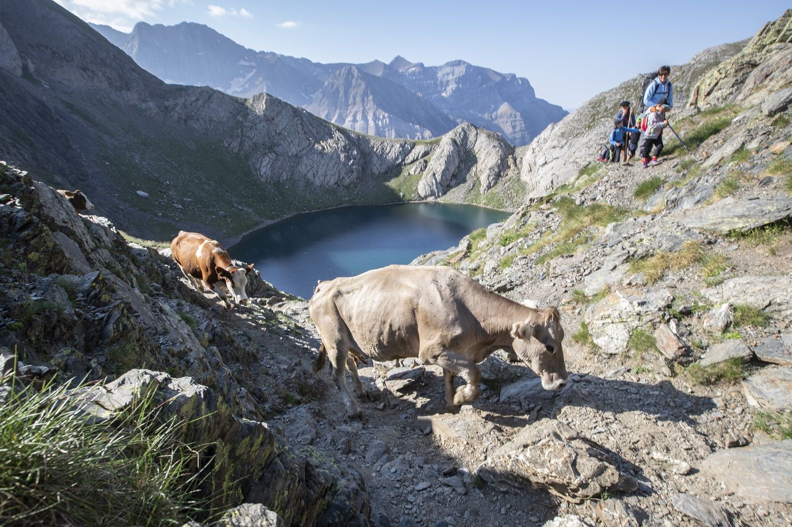 Más de 1000 cabezas de vacuno procedentes de la Mancomunidad Ganadera del Valle de Broto pasan el verano en el ibón francés de la Bernatuara