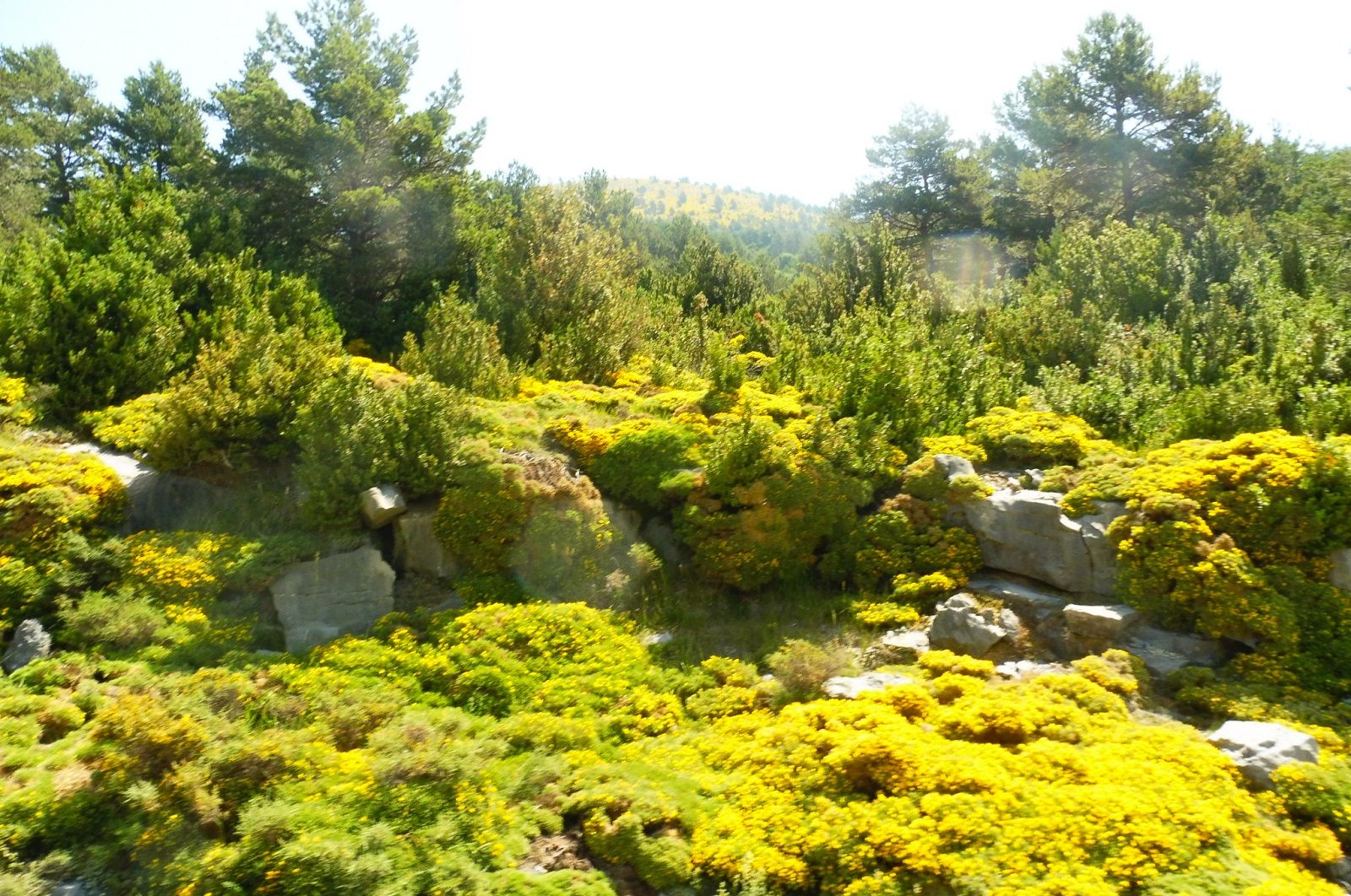 Un acercamiento al conocimiento y observación de la flora rupícola.