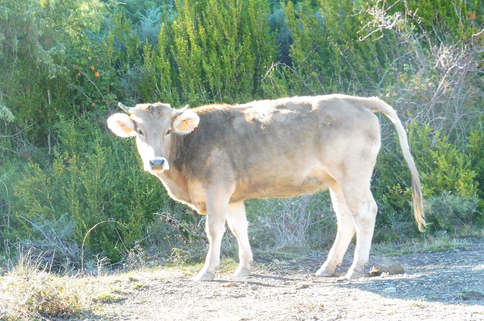 Ante las cuestiones frecuentes planteadas por el sector agrícola, ganadero y pesquero, tras la declaración del estado de alarma.