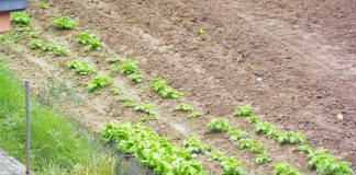 Establecen salidas al huerto en determinados supuestos