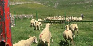 El Gobierno central destinará 10 millones de euros para ayudar a los ganaderos