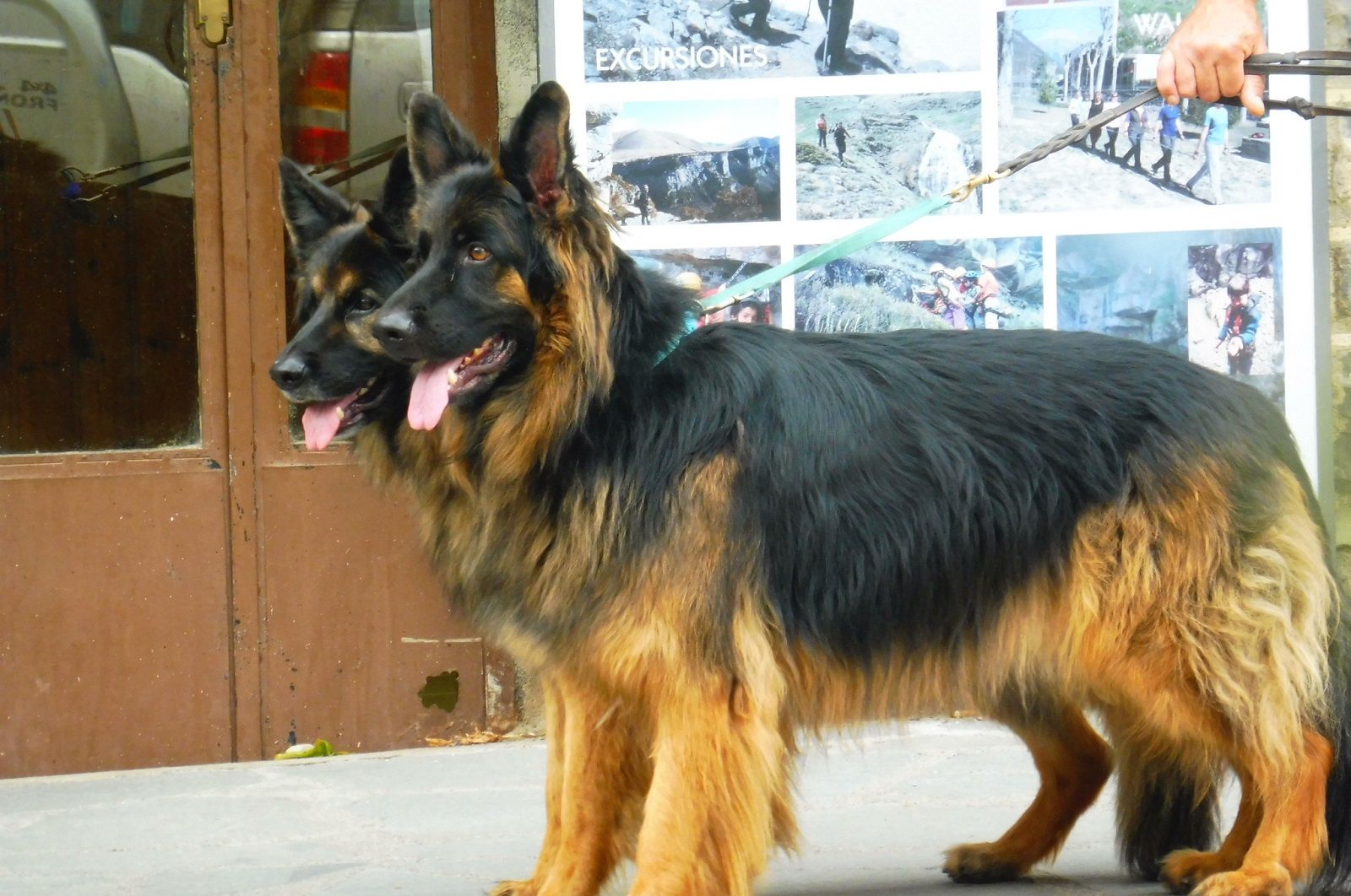 Se reanudan las adopciones en el Centro de Recogida de Animales de la Diputación Provincial de Huesca con condiciones especiales.