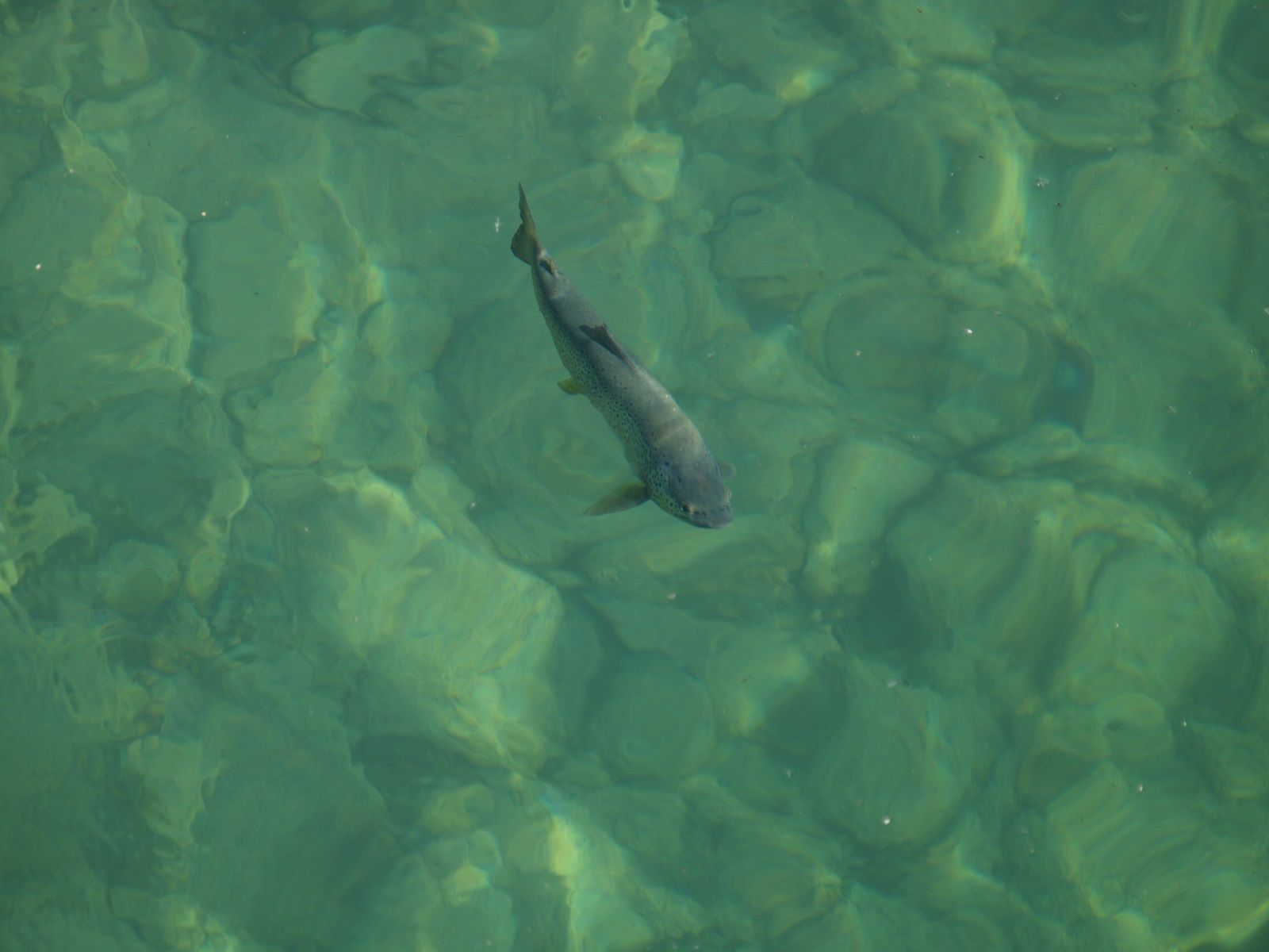 Ya se permite la práctica deportiva de la pesca a partir de este lunes 18 de mayo.