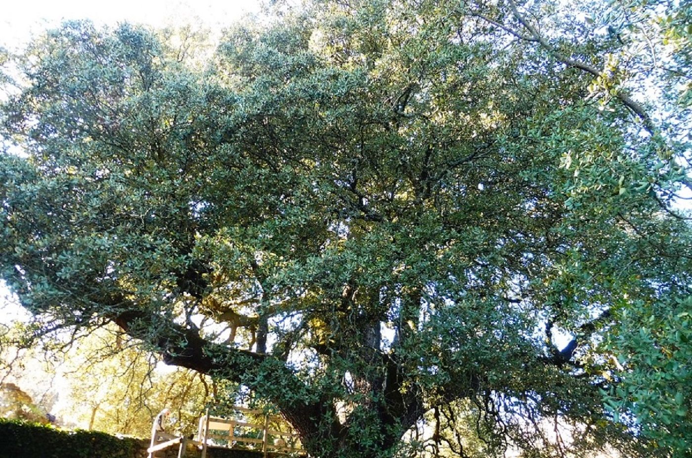 La carrasca de Lecina se convierte en Árbol Europeo 2021.