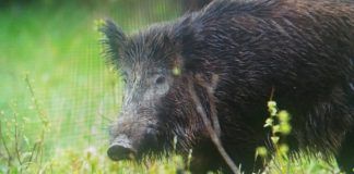 La DGA ampliará la orden de caza de conejos a jabalíes para controlar la superpoblación