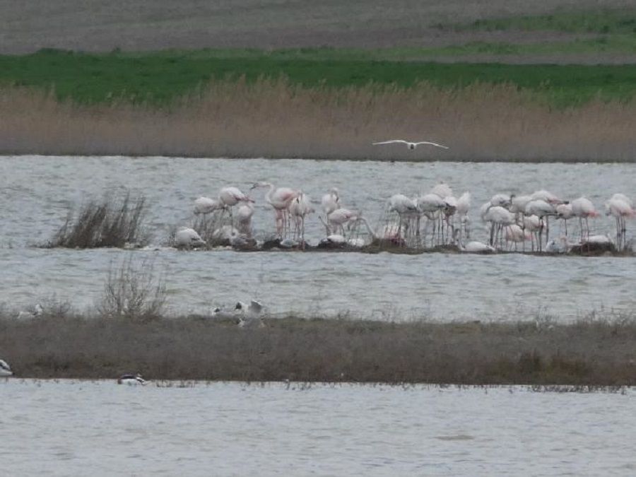 Durante la primavera de 2022 se ha comprobado el establecimiento de una colonia de cría de flamenco común en islotes emergentes de la Laguna de Gallocanta, dentro del municipio de Bello (Teruel)