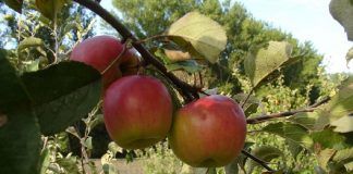 Agricultura destina 9 millones adicionales para hacer frente al contexto actual (AUDIO)