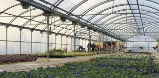 El vivero de la DPH comienza el reparto de la flor de otoño