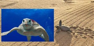 Suelta de tortugas bobas en Mojácar