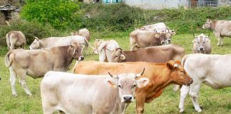 Rescatados dos jóvenes senderistas al no poder seguir su ruta por “temor” a las vacas que les rodeaban