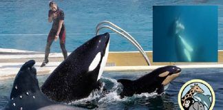 Los maestros que quieren salvar a las orcas