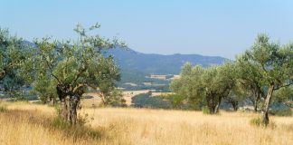 Aragón abona más de 244 millones de euros del anticipo de las ayudas directas de la PAC