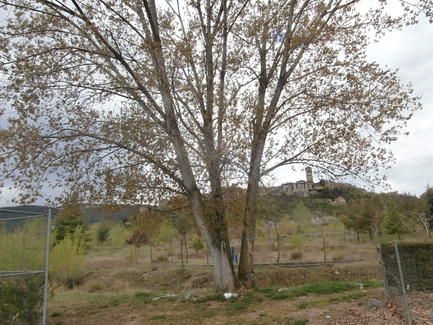 arbol_del_viento_abril