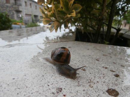 caracol_junio_2014_1