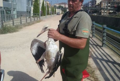 ciguena_recatada_en_barbastro