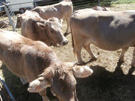 feria_de_broto_vacas_0