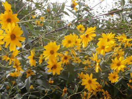 flores_amarillas_otono_1