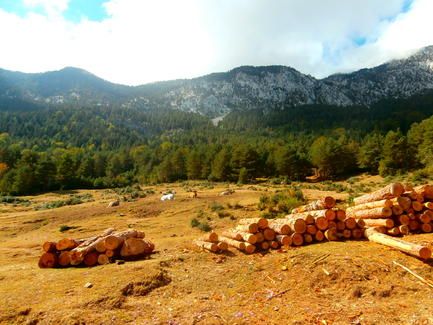 laspuna_abetal_troncos_agosot_2016