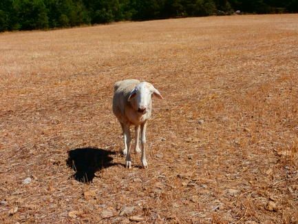 oveja_sola_agosto_2016