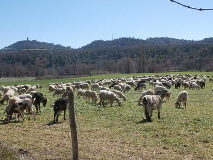 ovejas_en_sobrarbe_0