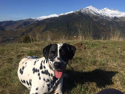 perro_extraviado_wifli_agosto