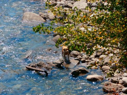 rio_cinca_perro_16_agosto_2016