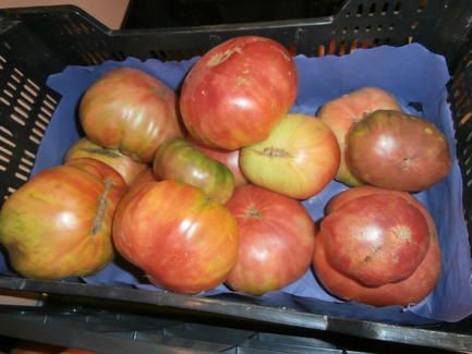 tomate_rosa_1