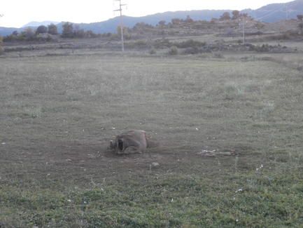 vaca_muerta_campodarbe_noviembre