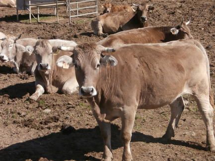 vacas_mirando_el_pueyo_de_araguas_marzo_2016_1