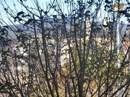 viento_5_feb_2015